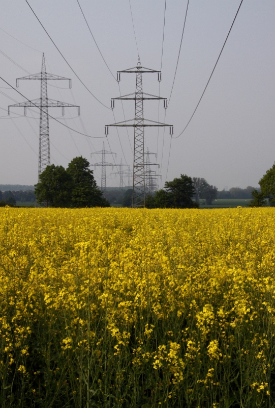 Rapsfeld mit Strommasten In der Brede.JPG - Rapsfeld mit Strommasten In der Brede in Kamen